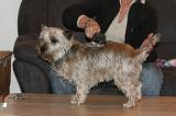 CAIRN TERRIER - BROSSAGE 024